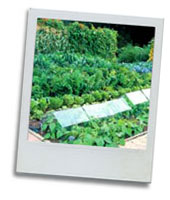 veg plot